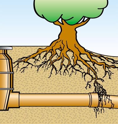 korzenie wrastające do kanalizacji